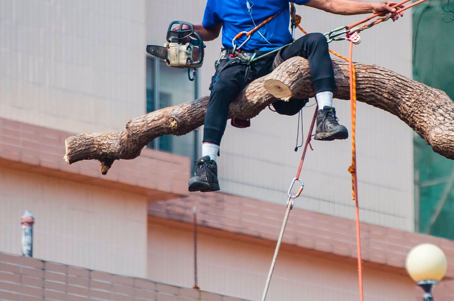 Tree Removal Using Water Tree Trimming ā WaterGenics